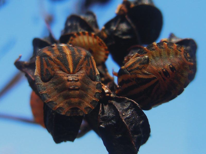 Pentatomidae da Arzachena (OT): Graphosoma lineatum lineatum